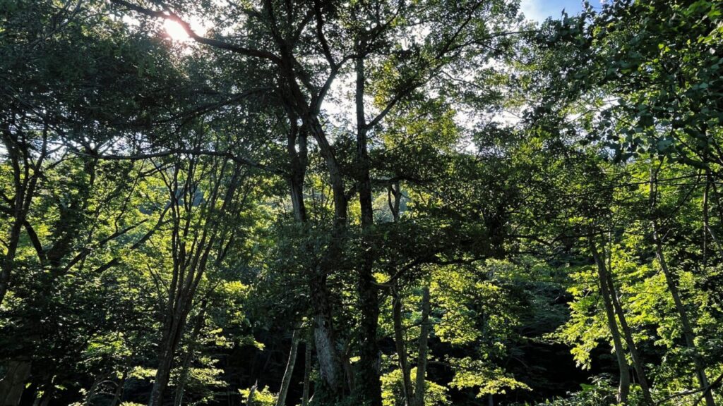 森と川が最高に気持ちいいキャンプ場