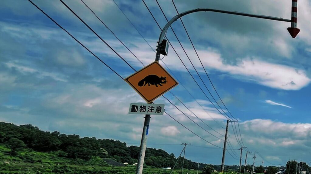 動物注意のたぬき。かわいい